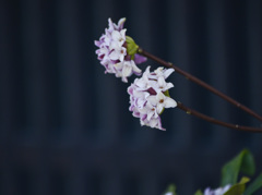 お向かいさんの沈丁花