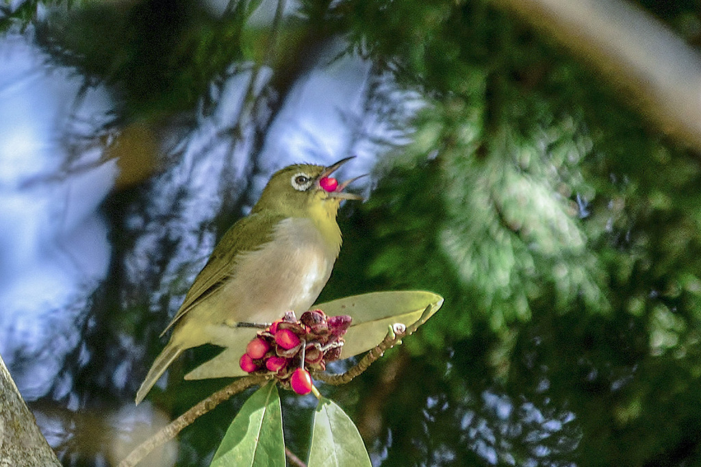いただきま～す