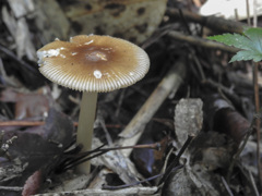 タマゴテングタケモドキらしい 