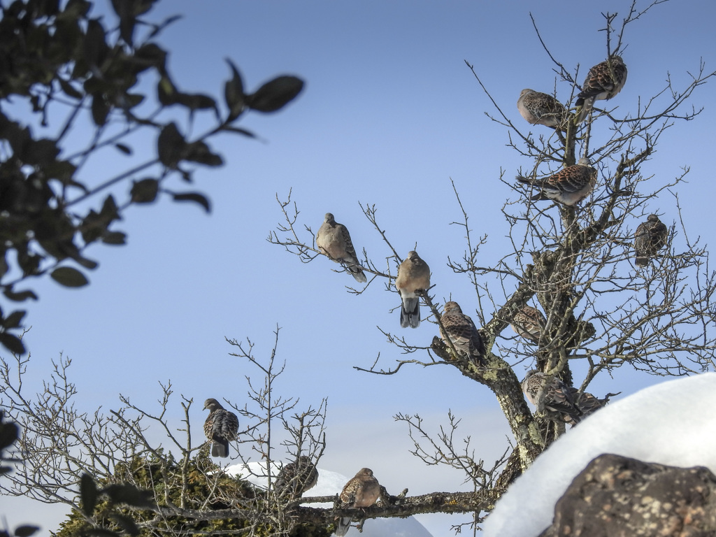 鳥の成る木