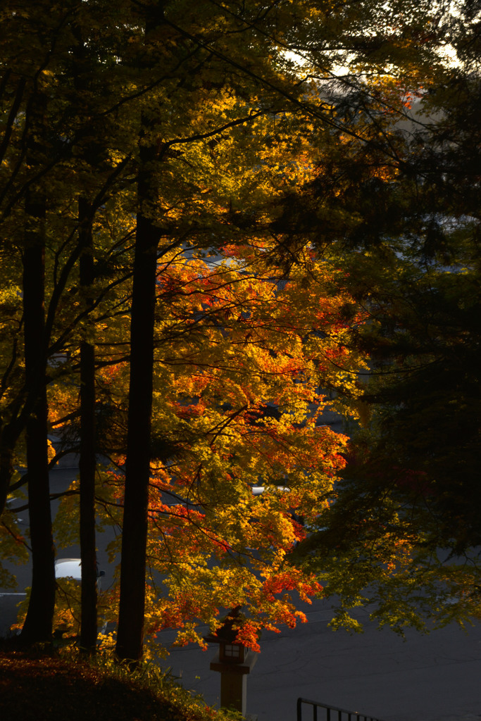夕暮れ時の紅葉