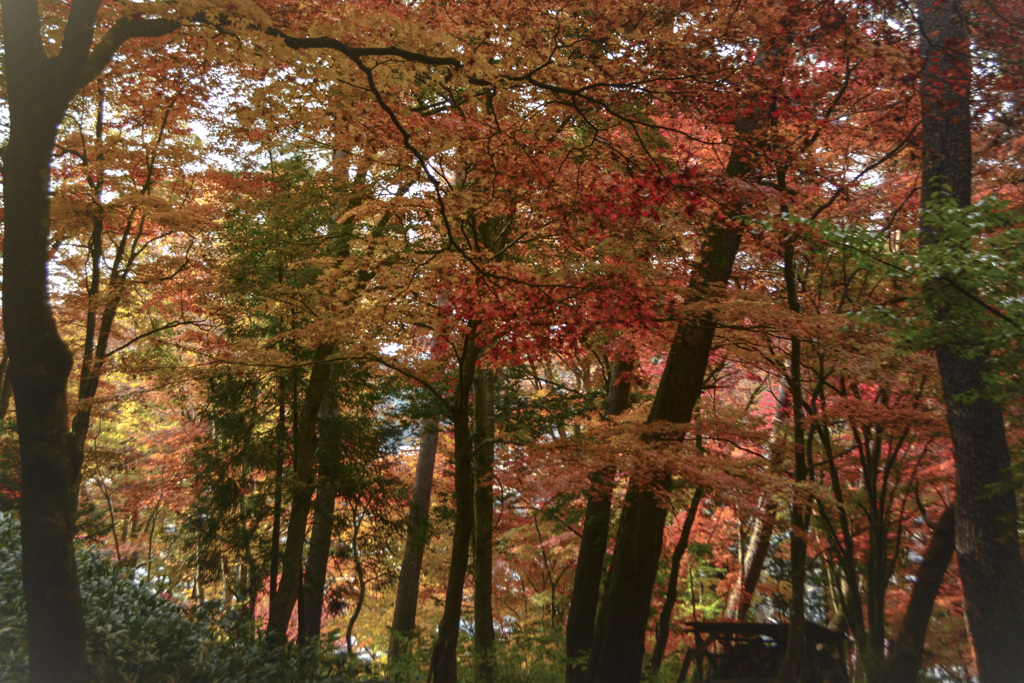 錦秋の森