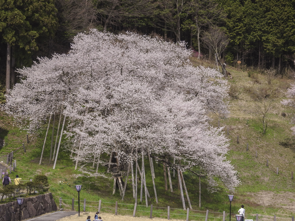 ガリュウ桜