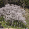 ガリュウ桜