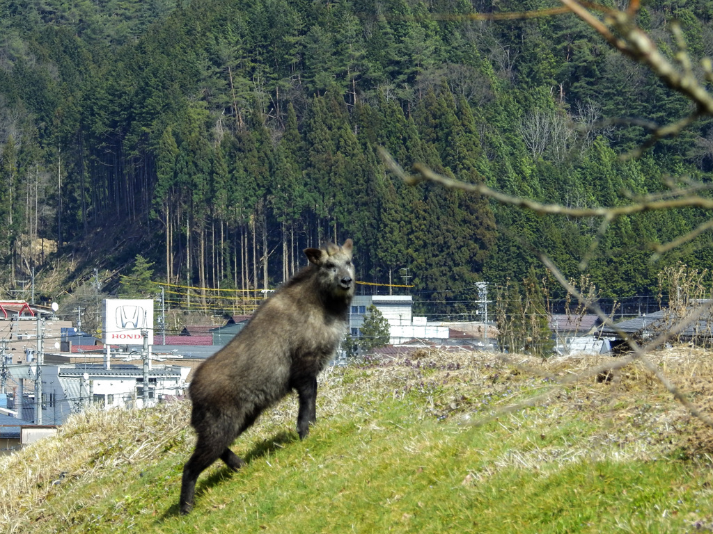 畑にお客さん