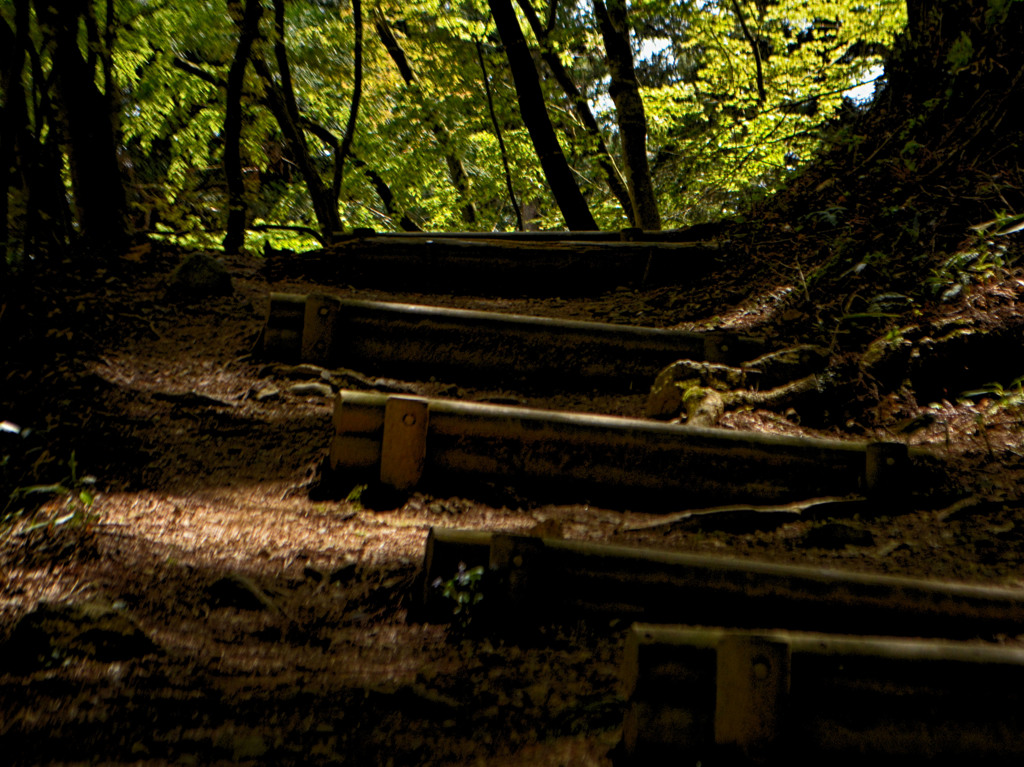 光と影の散歩道
