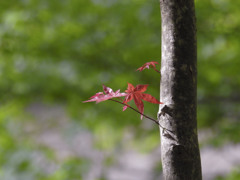 森の中