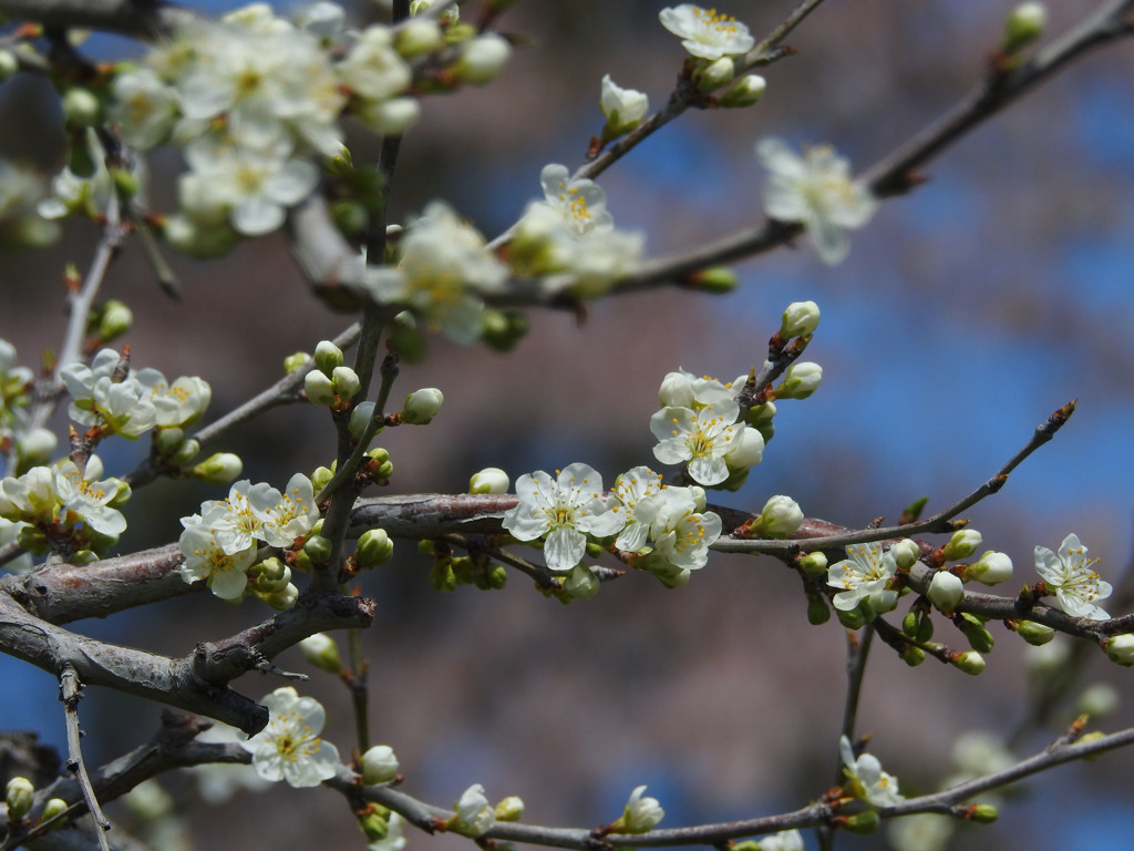 梨の花