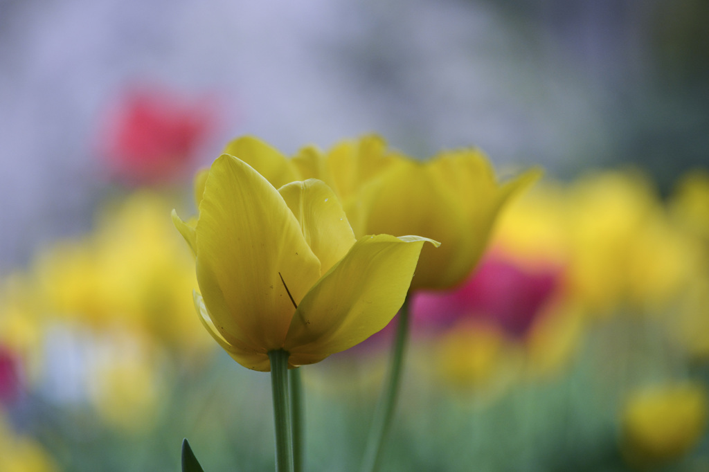 鶴舞公園 のチューリップ