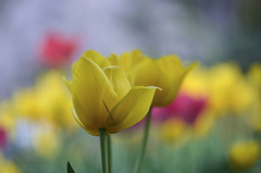 鶴舞公園 のチューリップ
