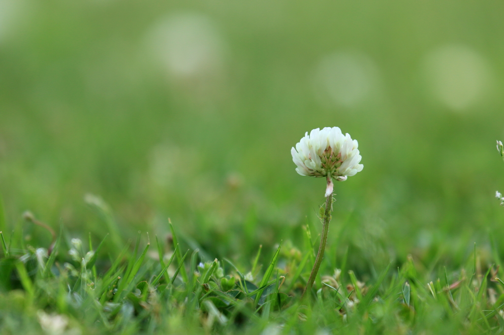 シロツメクサ