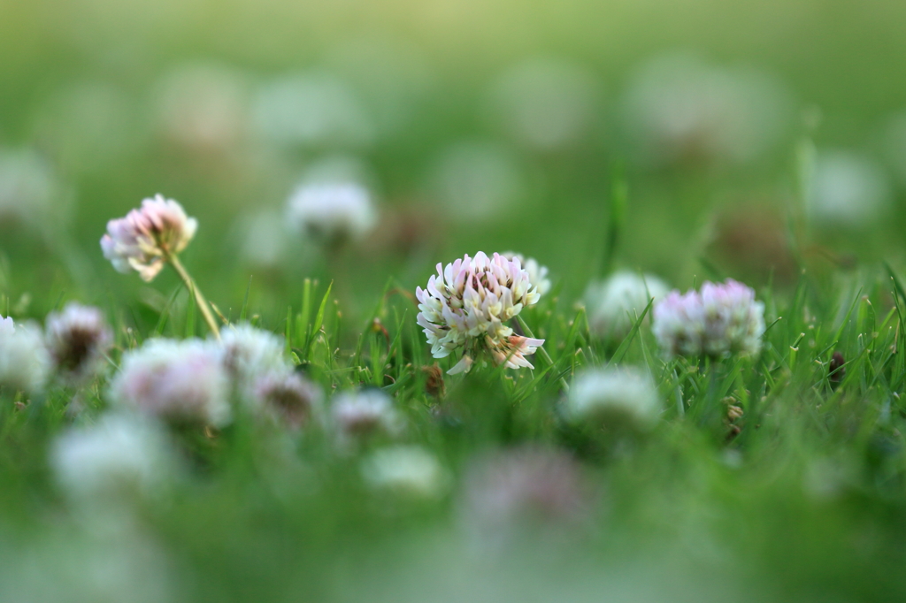 シロツメクサ