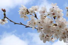 サクラ咲く