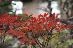紅葉