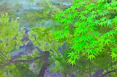 もみじ