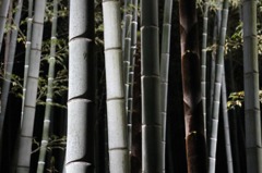 竹林ー和ー