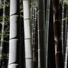 竹林ー和ー