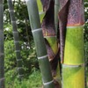 新竹
