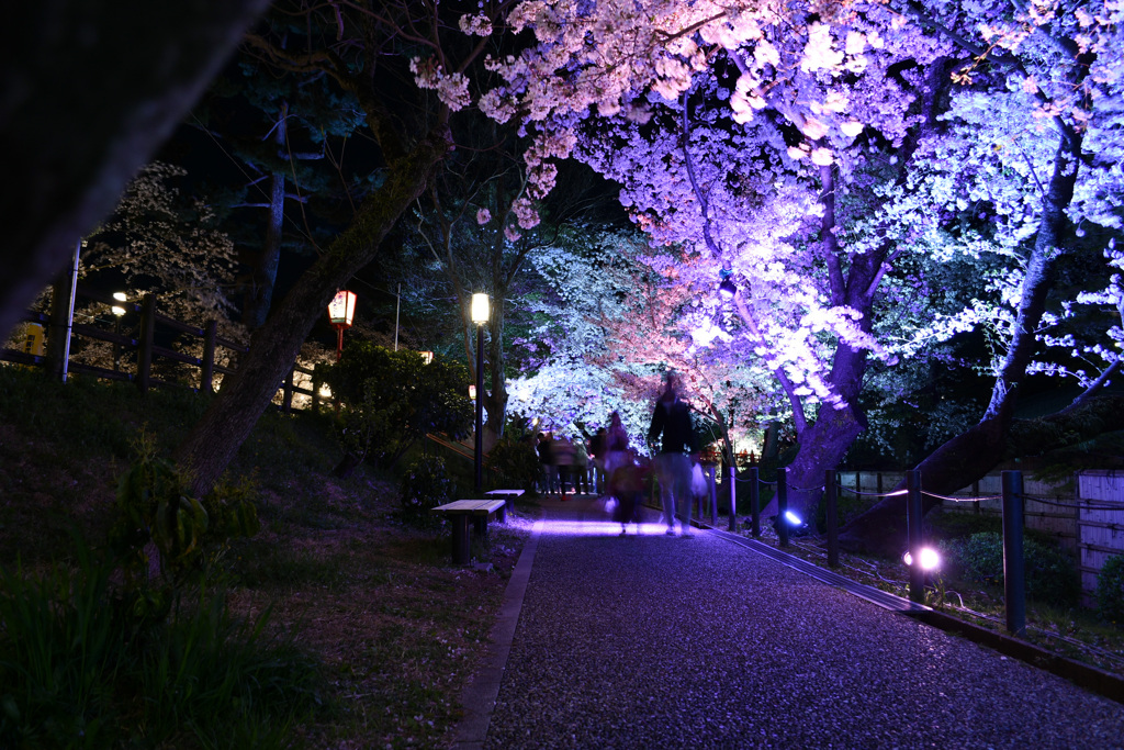 夜桜