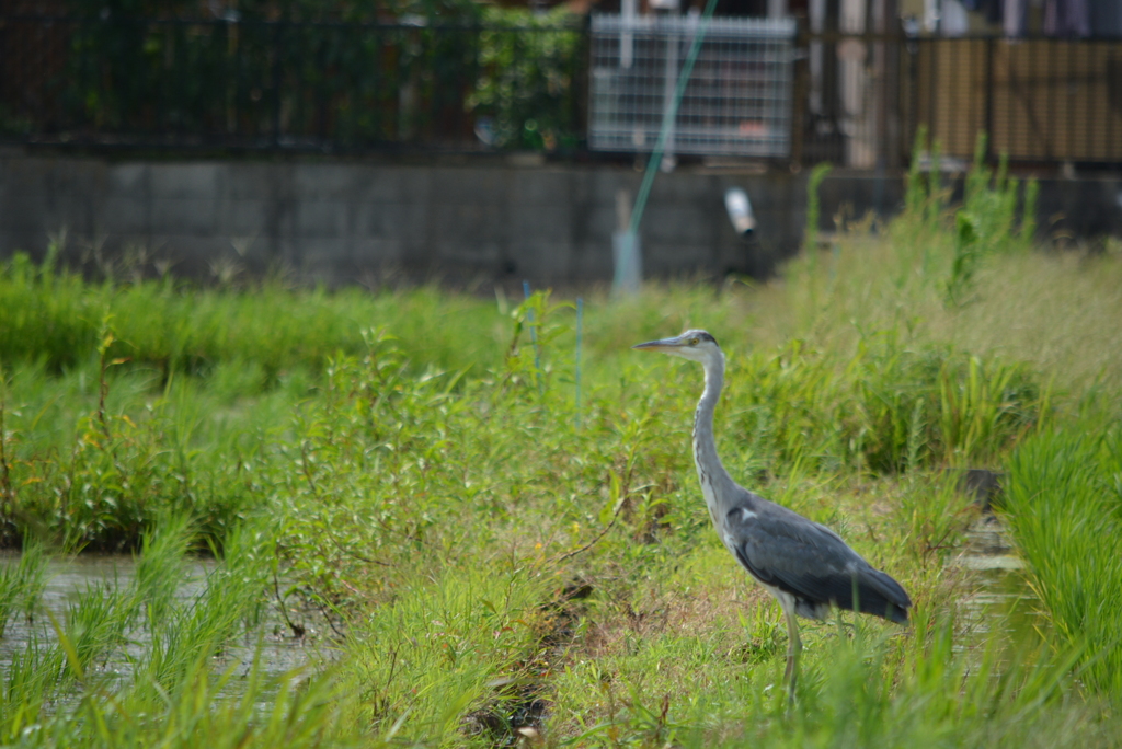独りぼっち