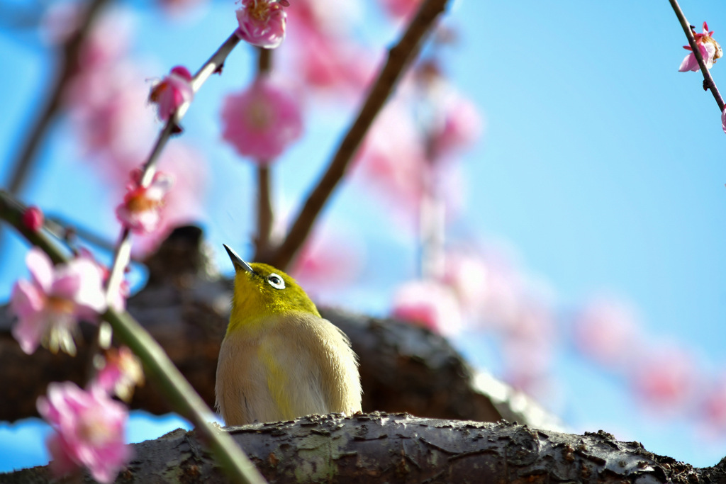 見上げる先に