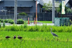 4shot
