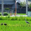 4shot
