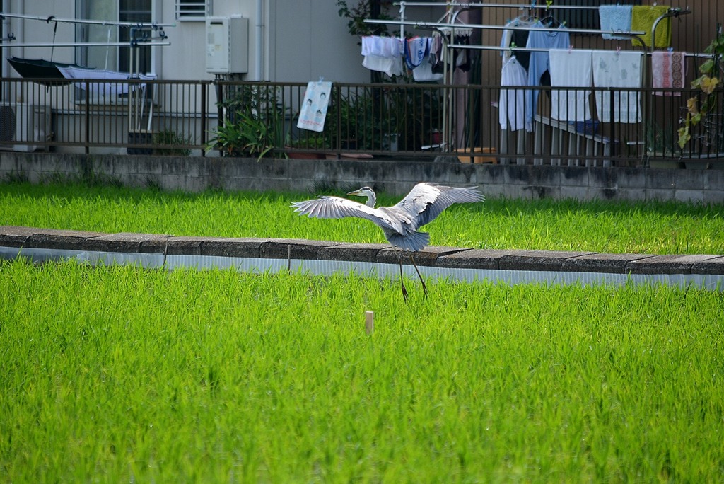 着陸体勢