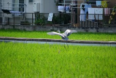 着陸体勢