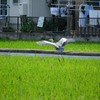 着陸体勢