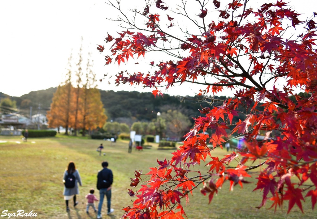 紅葉