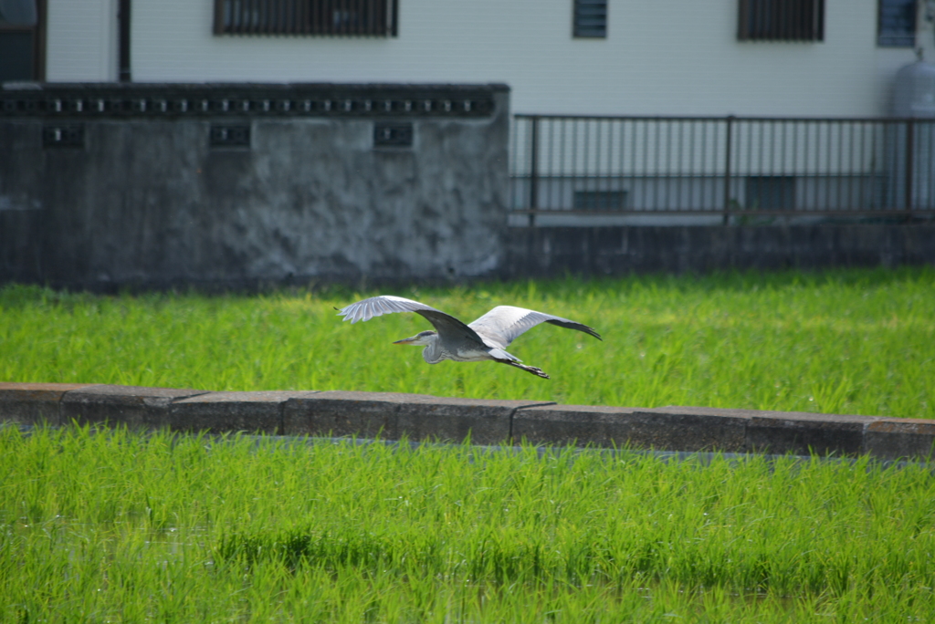 低空飛行