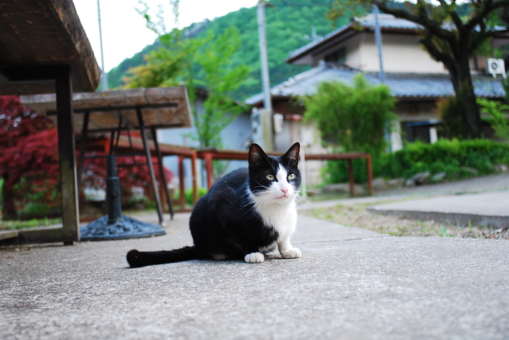 看板ねこ