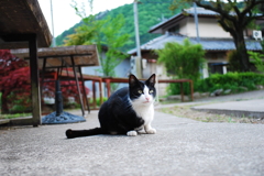 看板ねこ