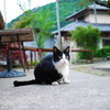 看板ねこ