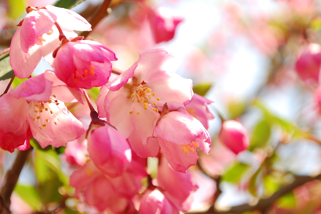 庭の花海棠