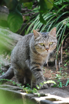 ジャングルの王者