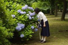 紫陽花と彼女