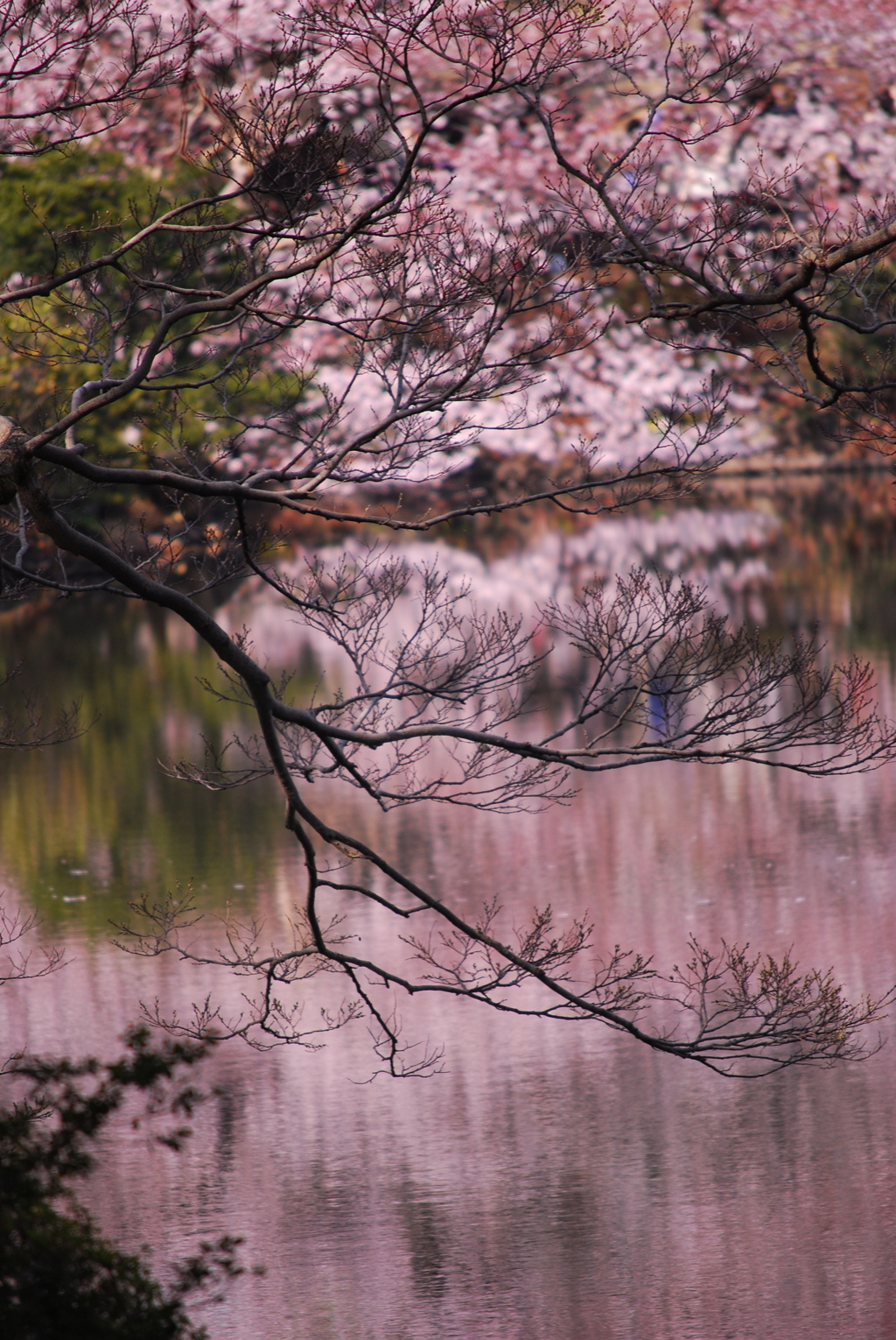 桜の季節