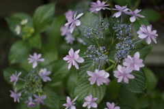 庭の紫陽花