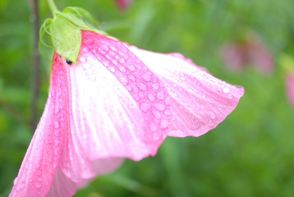 雨の日 雨宿り もみじあおい