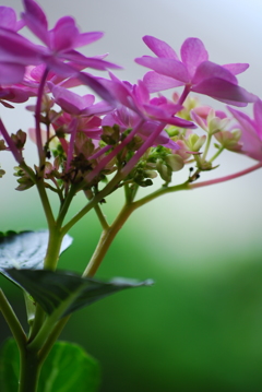 庭の紫陽花