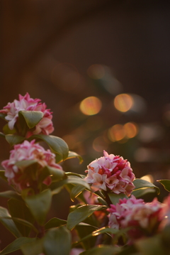 庭の沈丁花