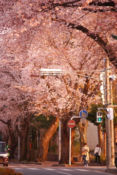 桜並木の人々