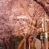 桜並木の人々