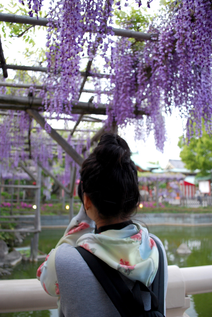 彼女と藤の花