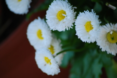庭の白い花