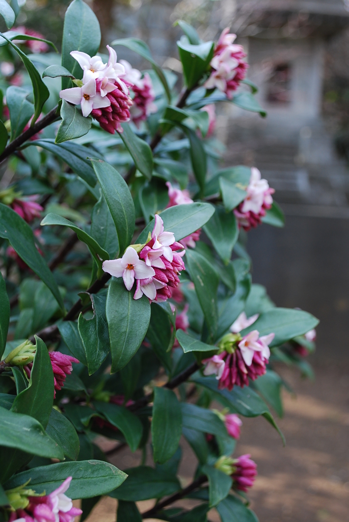 庭の沈丁花