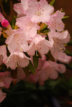 庭の石楠花