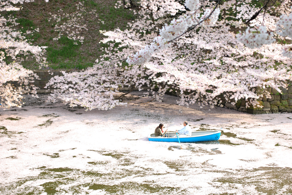 花弁の海